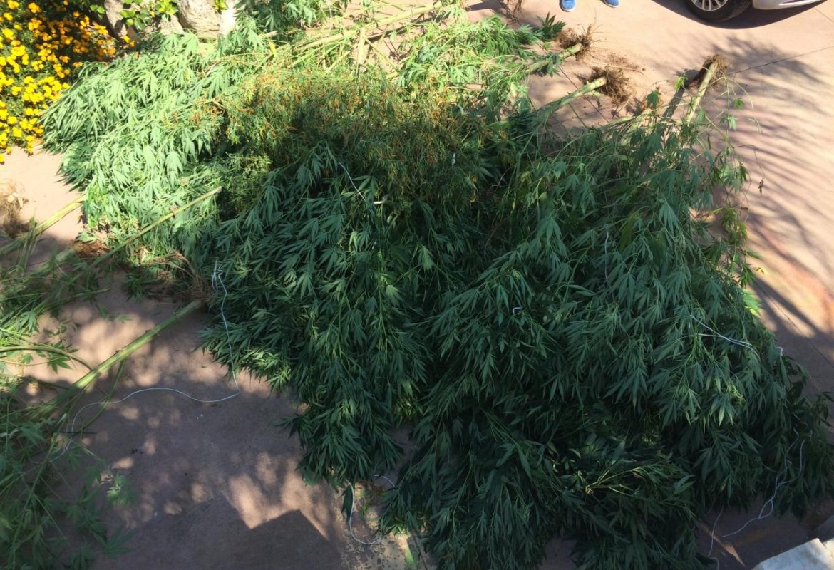 Coltivazione di marjuana, arrestato ventottenne nohano
