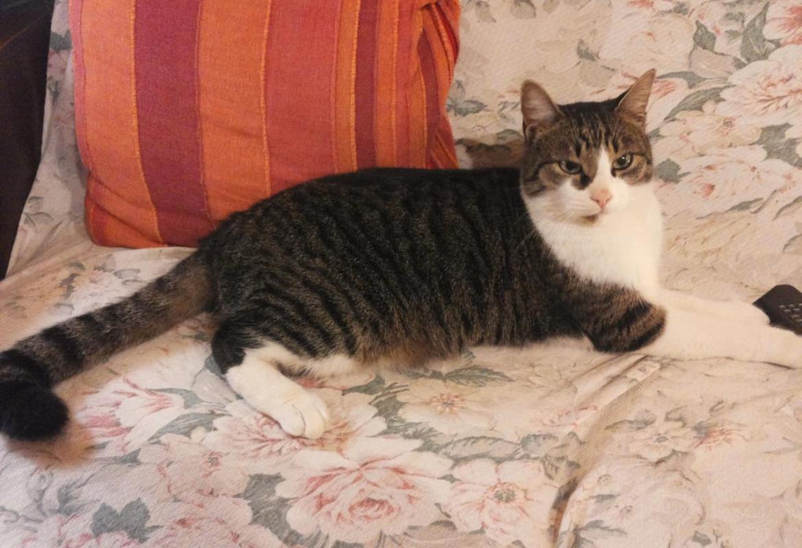 Aiutateci a ritrovare Bingo!