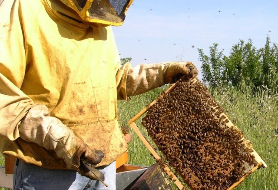 Crollata in Italia la produzione di miele