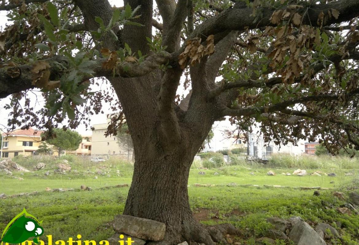 Nascerà il “Parco della Quercia Vallonea”?