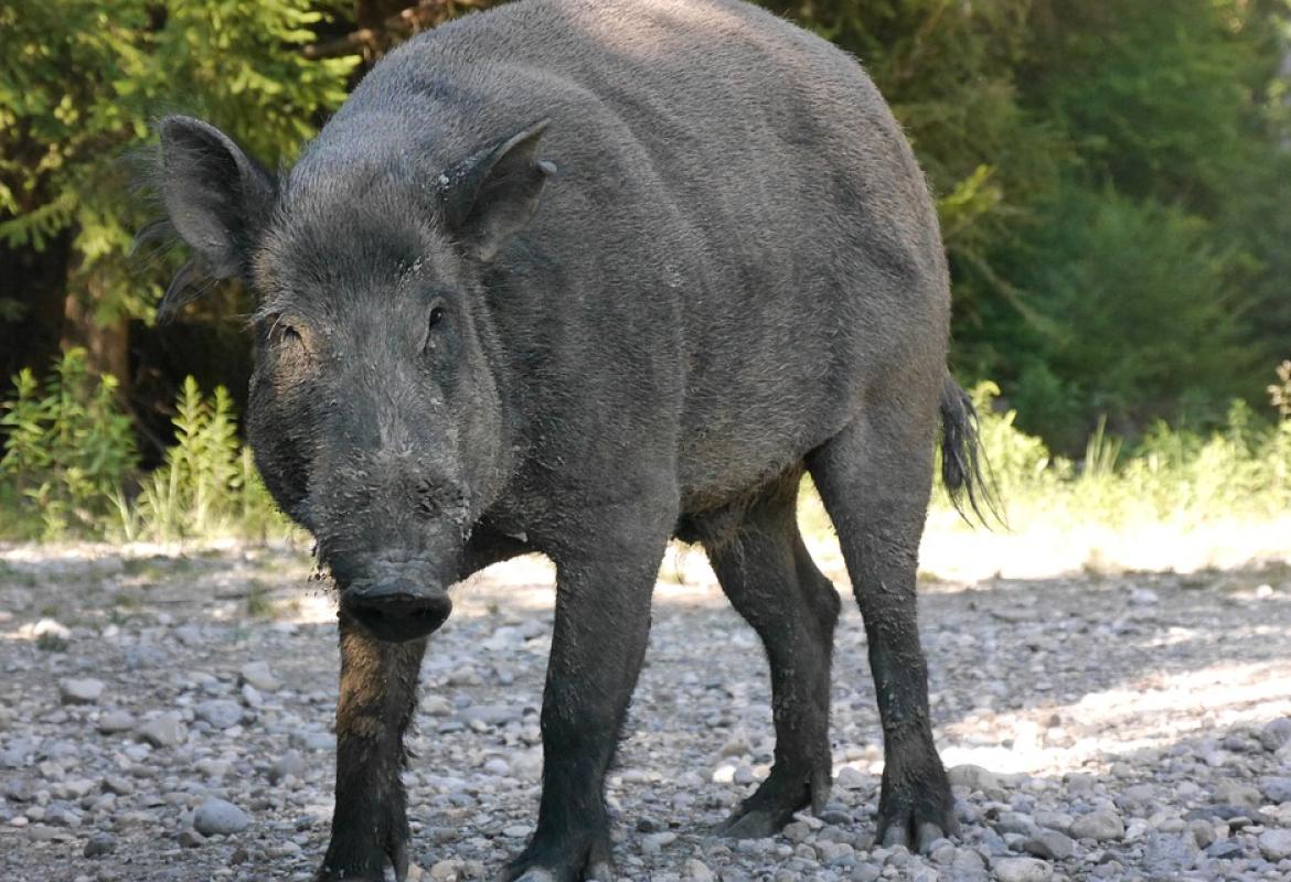 "Emergenza cinghiali in Puglia"