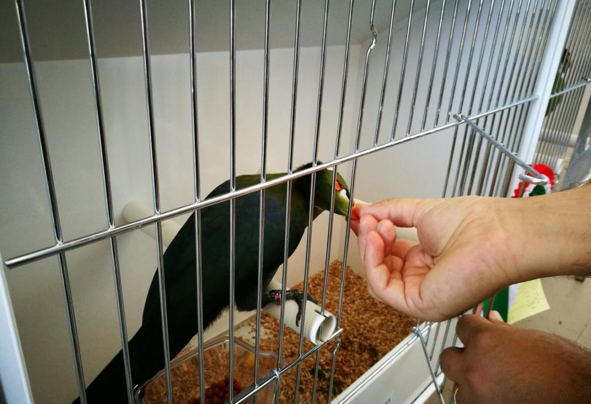 Gli uccelli più belli in mostra a Galatina