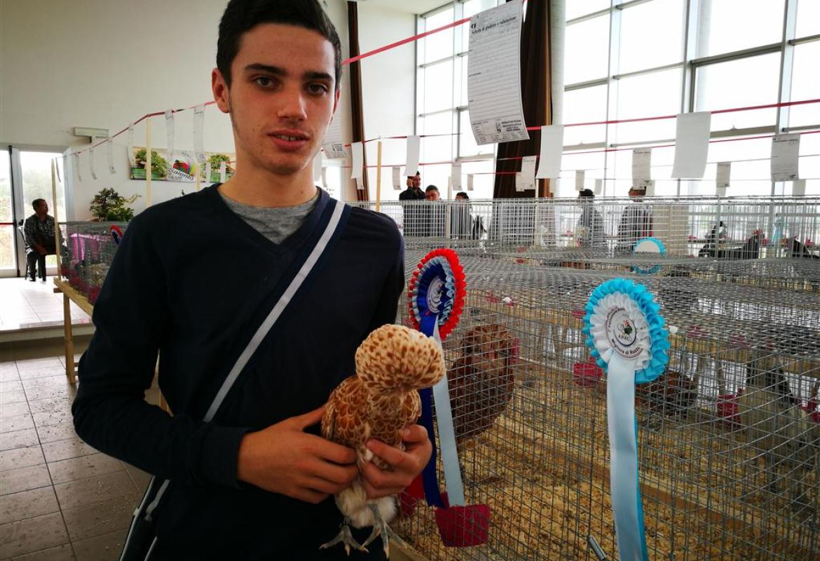 Il gallo nero portafortuna e quello più piccolo del mondo in mostra a Galatina