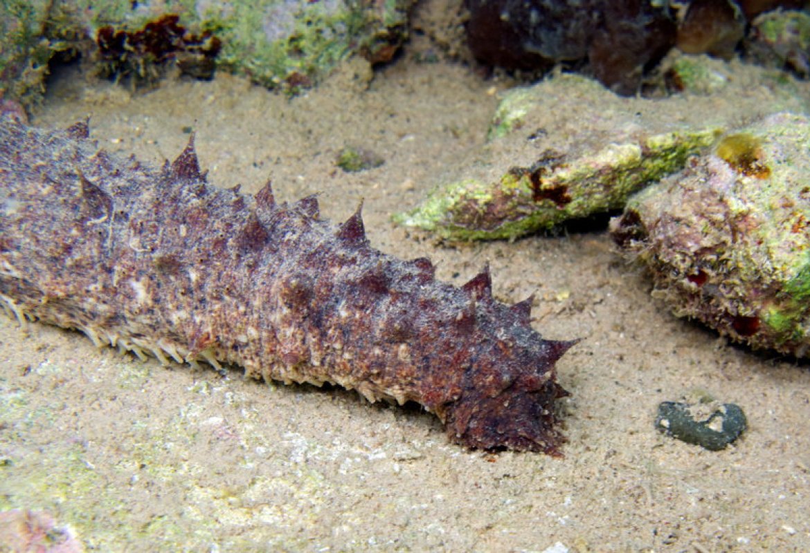 Cetriolo di mare, il Consiglio Regionale vota una risoluzione per limitarne la raccolta