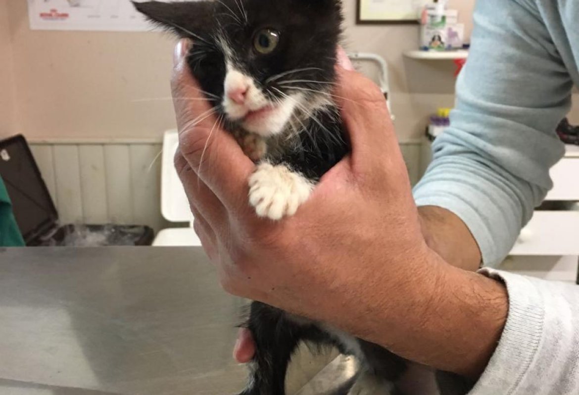 Uno splendido gattino a cui voler bene