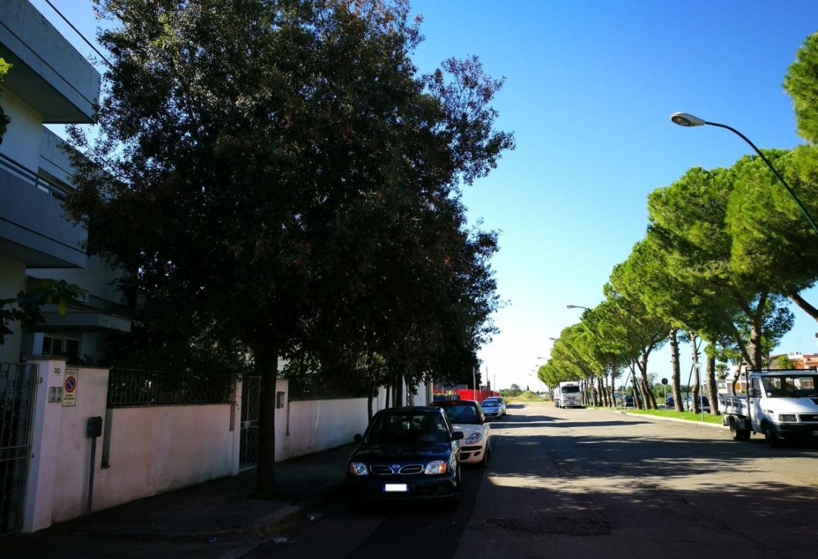 La xylella colpisce anche a Galatina