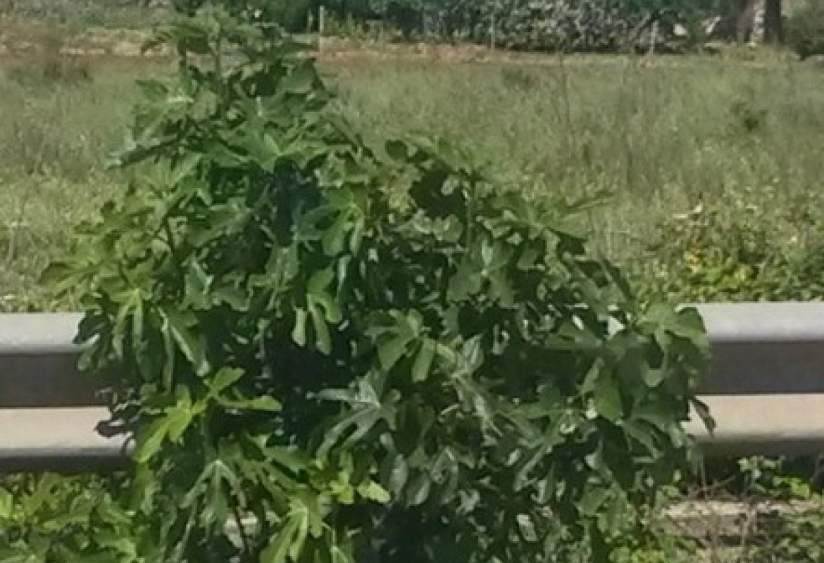 Alberi pericolosi