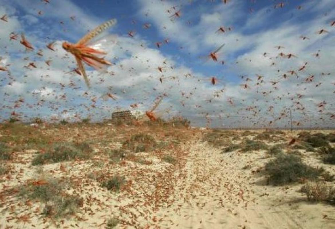 La realtà delle piaghe d'Egitto