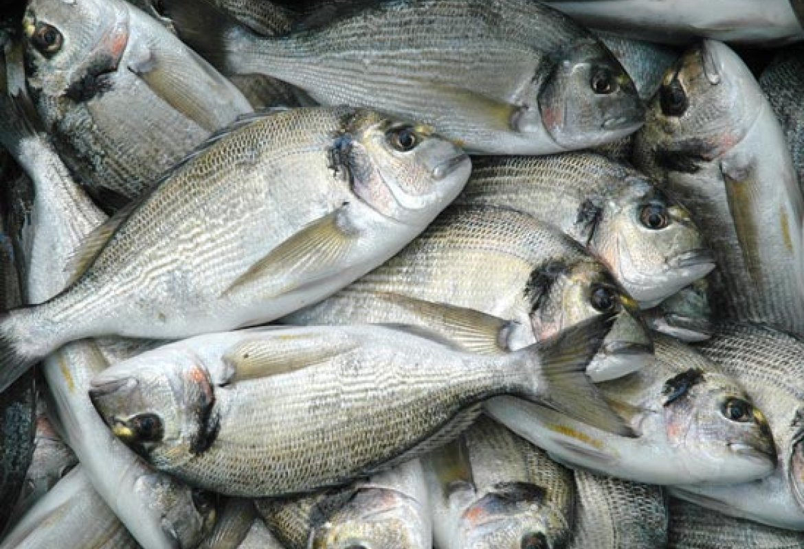 Educare i bambini a mangiare il pesce