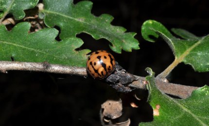 "Ad attaccare i lecci è la cocciniglia Chermococcus"