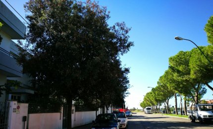"Commissario, salvi le querce di Galatina!"
