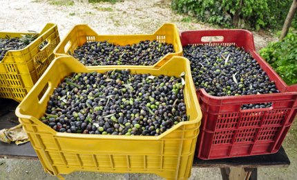 Olive come diamanti, trasportate con la scorta