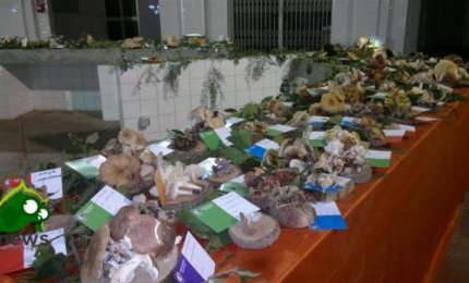 La mostra micologica torna nel Palazzo della Cultura