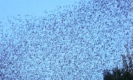 Storni all'attacco delle olive in Puglia