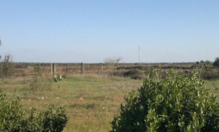 Ancora altre pecore uccise dai randagi. Paura a Collemeto