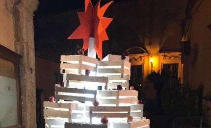 Al Polo 2 un albero "in cassetta"