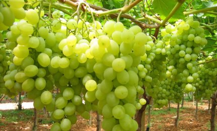 Luci ed ombre dell'agricoltura pugliese