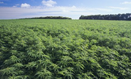 Accesso alla cannabis terapeutica "in Puglia si attui la legge"