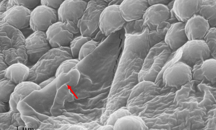 Il grafene contro i batteri