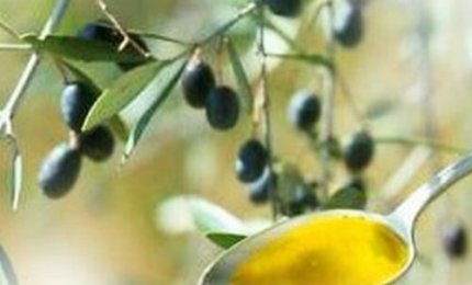 Vuoi diventare assaggiatore di olio? L'Apol organizza un corso gratuito