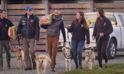 Un milione di pasti per gli animali abbandonati