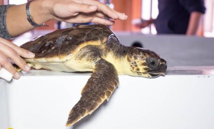 Salvate tre caretta-caretta a Torre Guaceto