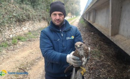 Soccorsa a Torre Guaceto una poiana ferita 