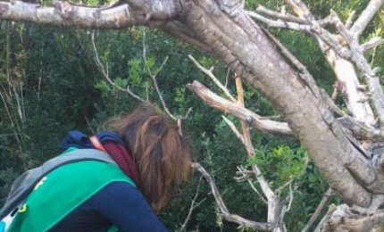 A Torre Guaceto non c'è la xylella