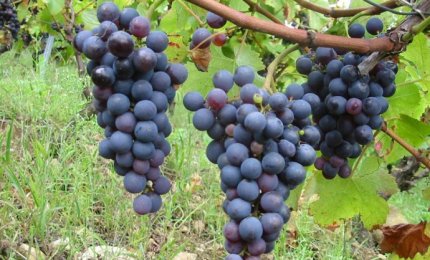 Il vino di Puglia spopola al ProWein in Germania