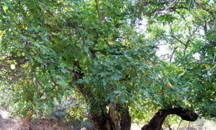 Tutti i segreti del noce