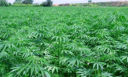 Coltivazione della canapa, la legge approvata all'unanimità nella commissione regionale attività Produttive
