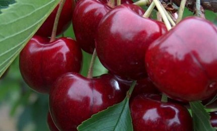 Le ciliege? In Puglia si comprano in autostrada