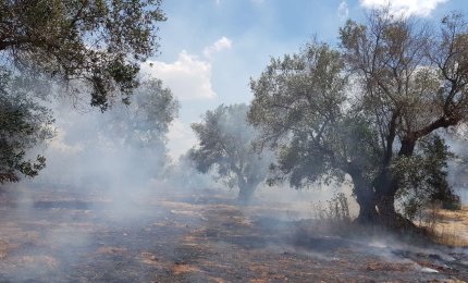 Con i cambiamenti climatici cresce il rischio di incendi