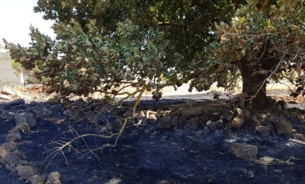 Salvata dalle fiamme la Quercia Vallonea sulla collina di San Sebastiano a Galatina