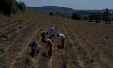 Contrasto al caporalato, controllate due aziende agricole a Nardò