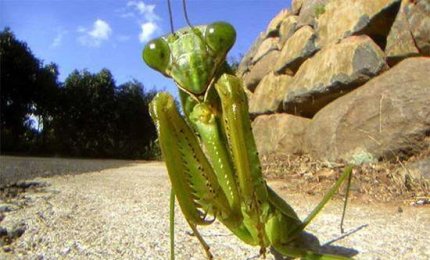 Anche il Salento invaso da insetti "alieni"