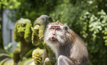 Le tradizioni delle scimmie