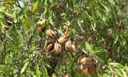 Furti di mandorle nelle campagne pugliesi