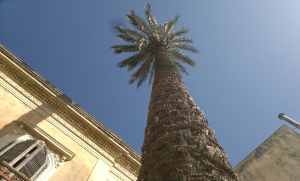 Salviamo la palma della 'Casa Paterna'
