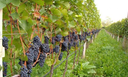 In Puglia si sperimenta la vite che richiede meno acqua