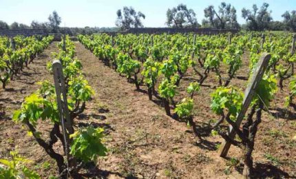 Al Rosa del Golfo due riconoscimenti di “Slow Wine 2018”