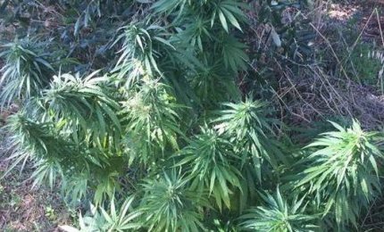 Coltivava marijuana in giardino, galatinese arrestato a Soleto 