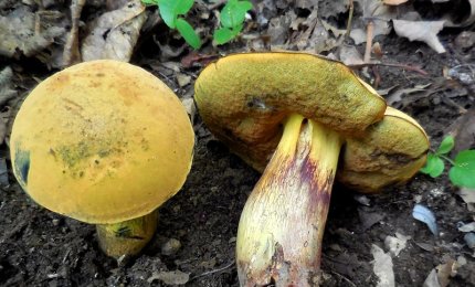 Un'intera famiglia intossicata dai boleti a pori rossi