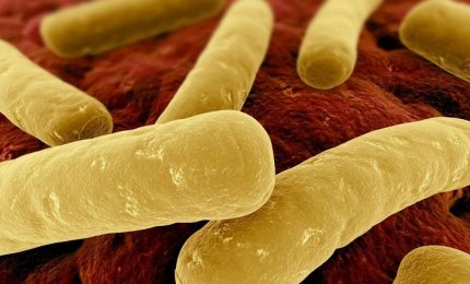 Botulismo nelle cime di rape "al naturale", prodotto ritirato dal mercato