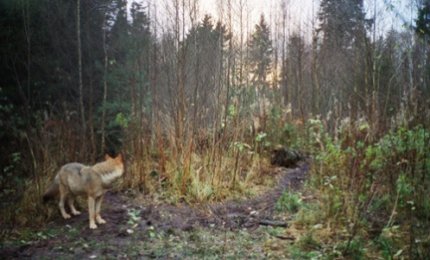 Il lupo è tornato nel Salento