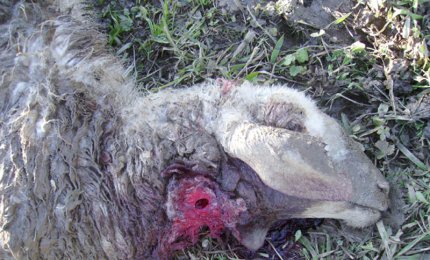 Il lupo è tornato nel Salento. La conferma dal suo dna trovato sulla carcassa di una pecora