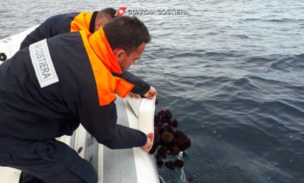 Ispezioni e multe della Guardia Costiera a tutela del mare