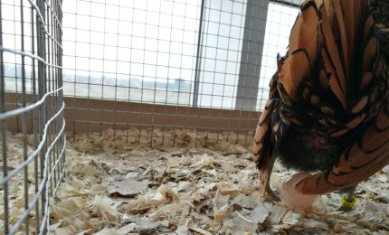 "Ha fatto il suo primo uovo"