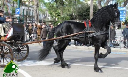 Nel giorno dell'Immacolata la 'Fiera del Bestiame di Santa Caterina d’Alessandria'