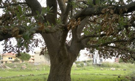 La quercia vallonea sulla collina di San Sebastiano è un 'albero monumentale'